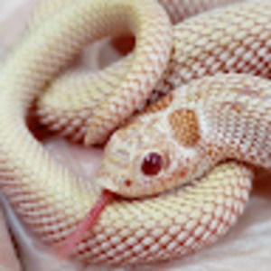 Meet your Posher, Kyla